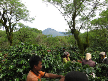 Mama's Ethiopia Natural